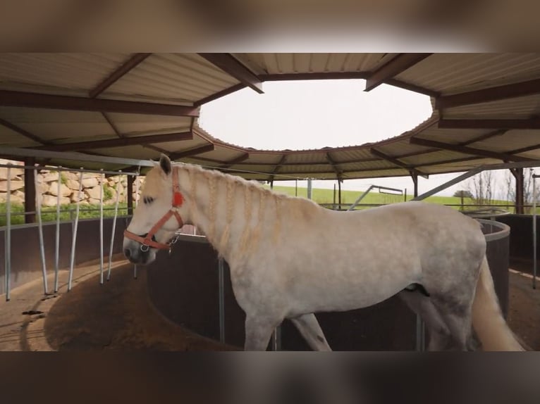 Livestock Farm for Sale