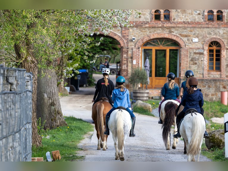 Luxurious architect-designed apartment including MEA equestrian facility – riding hall, jumping and 