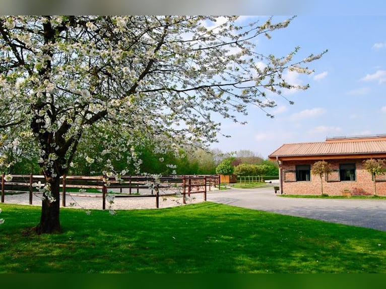 Luxurious equestrian estate with ample living space and comfort