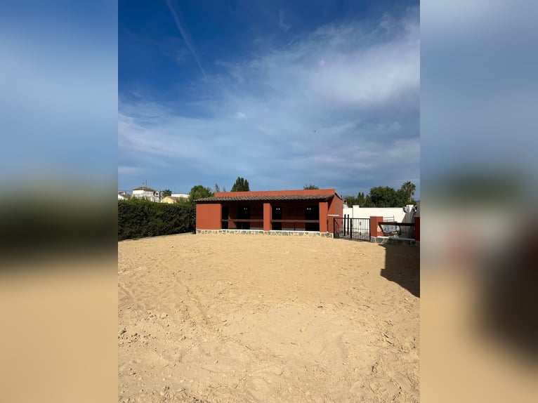 Luxury Country House with Private Stables – Costa Blanca / Luxuriöses Landhaus mit privaten Stallung