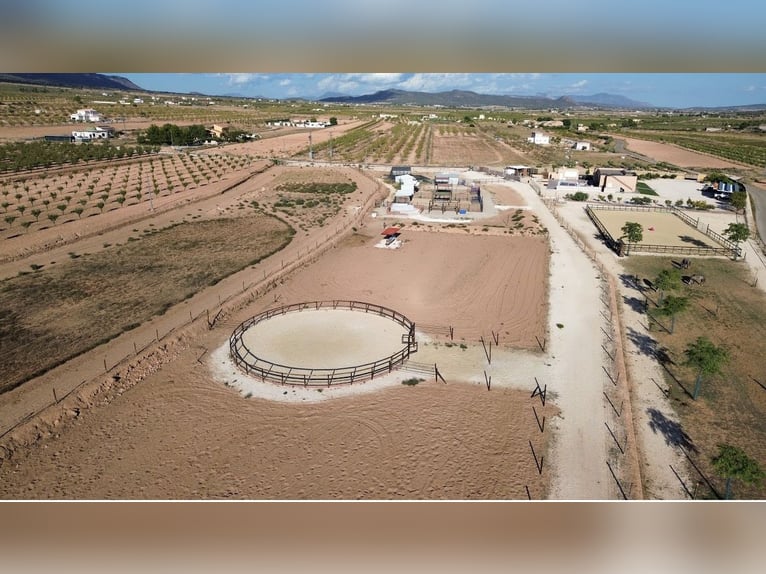 Luxury Equestrian Estate with Premium Country House