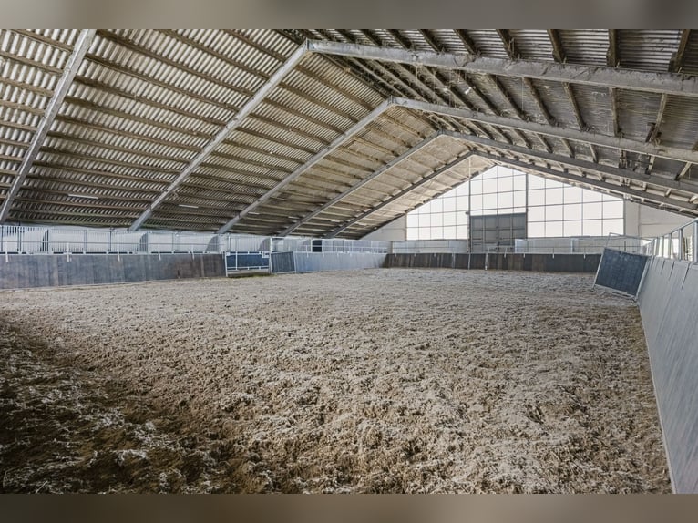 Luxury, nature, and horse enthusiasts. Welcome to Gut Wammen!