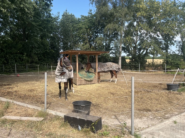 Modernized farmstead with equine facilities and a granny flat