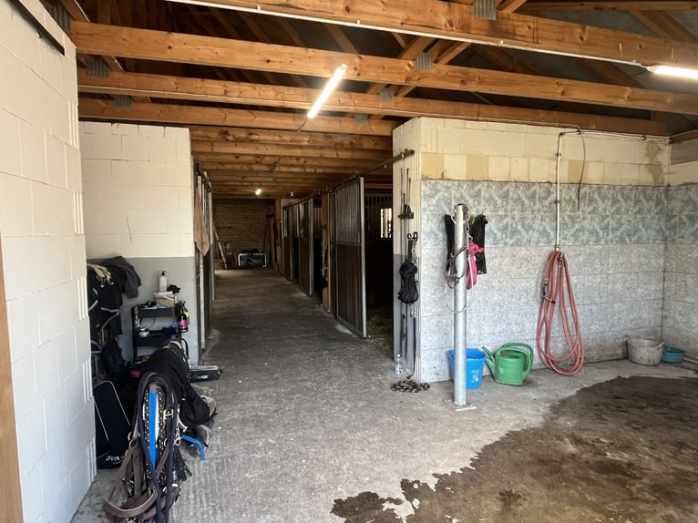 Modernized farmstead with equine facilities and a granny flat