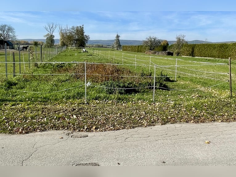 Nachfolgepächter für großes  Pferdegelände in 7064 Oslip gesucht! Günstige Pacht!