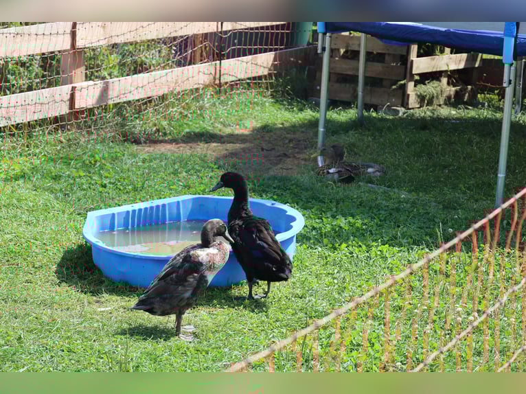 Newly built single-family home with 2.5 residential units *Equine facilities* 1,786 m² *Commission-f