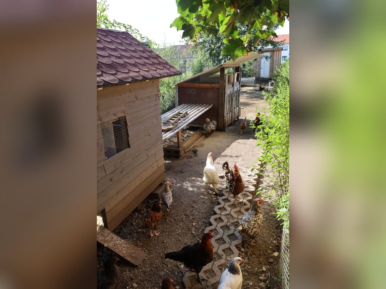 Newly built single-family home with 2.5 residential units *Equine facilities* 1,786 m² *Commission-f