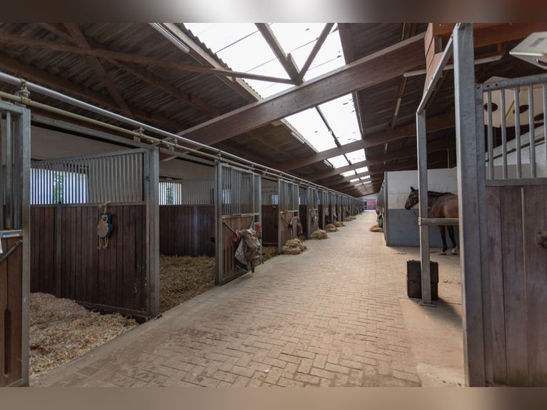 Prämierte und topgepflegte Reitsportanlage mit guter Anbindung in Riede!