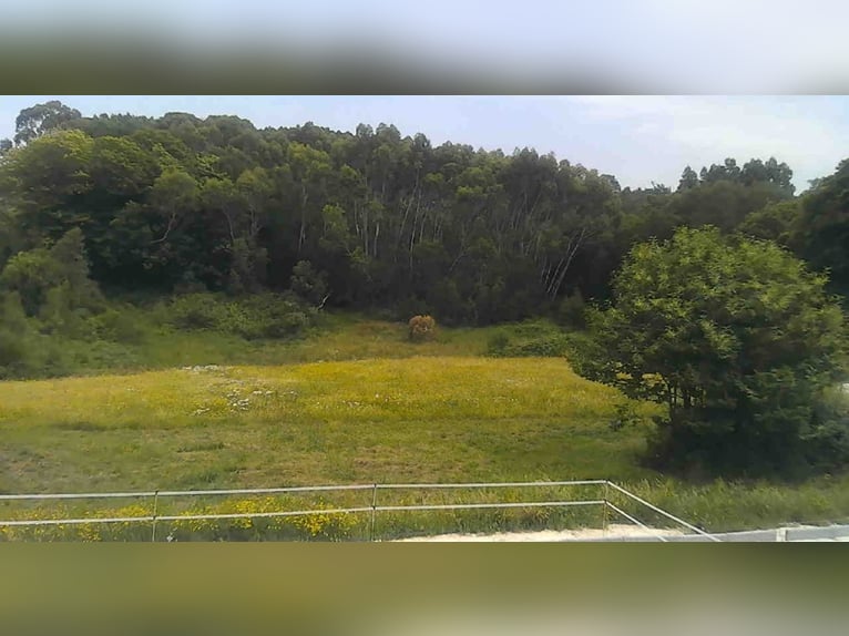 Private finca with a house and equestrian facilities
