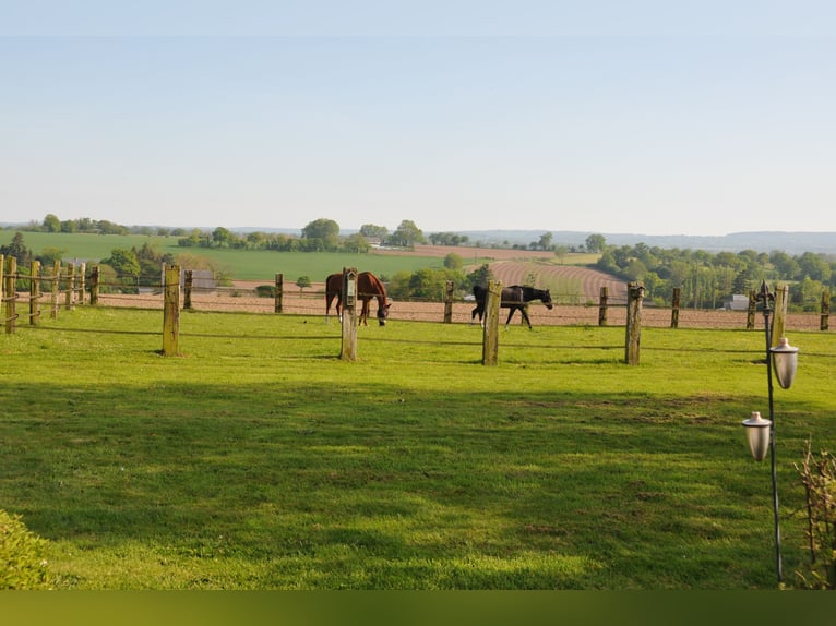 Private, high-quality equestrian property
