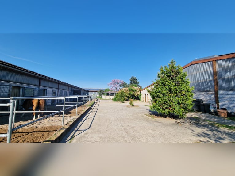 Professional Equestrian Facility for High-Level Sport in the Rhine-Neckar Metropolitan Region V1757