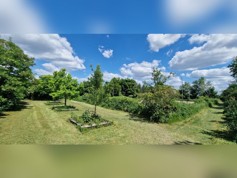 Professional Equestrian Facility for High-Level Sport in the Rhine-Neckar Metropolitan Region V1757