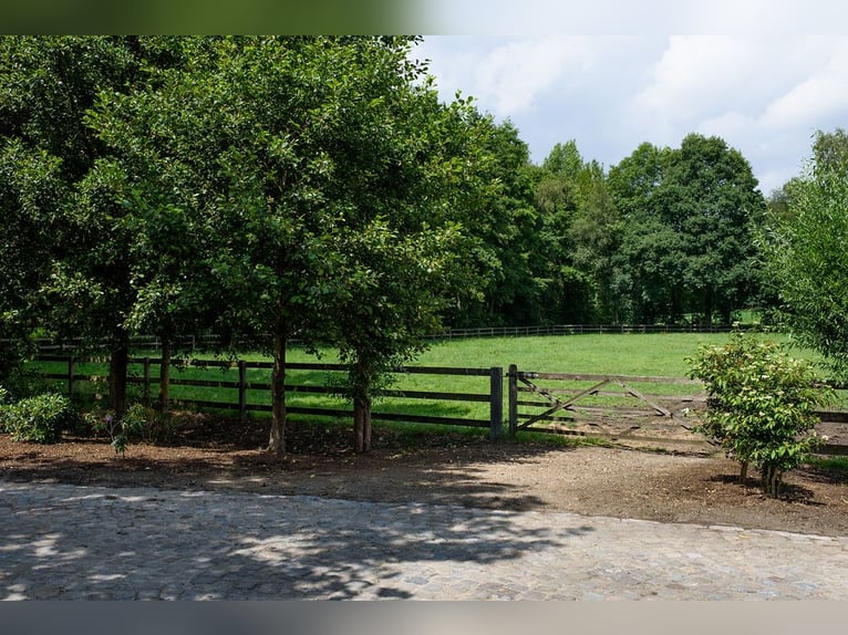 Professional Equestrian Sports Center in North Rhine-Westphalia