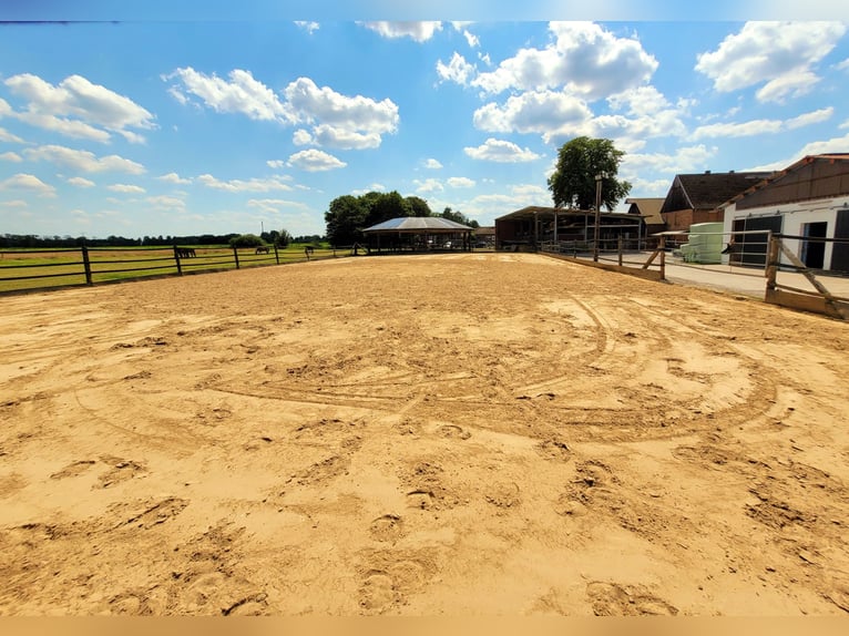 Professionelle Reit- und Zuchtanlage im Kreis Soest Westfalen