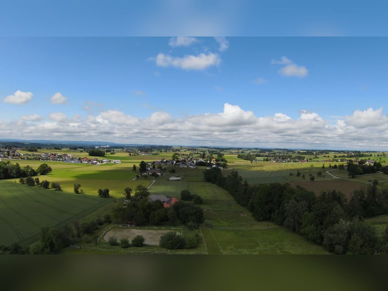 Rarität im OÖ Salzkammergut,  Nähe Gmunden, Österreich 