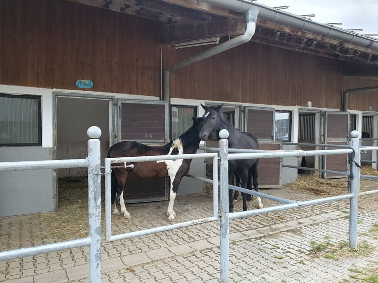 Reitanlage für Sport und Freizeitreiter 