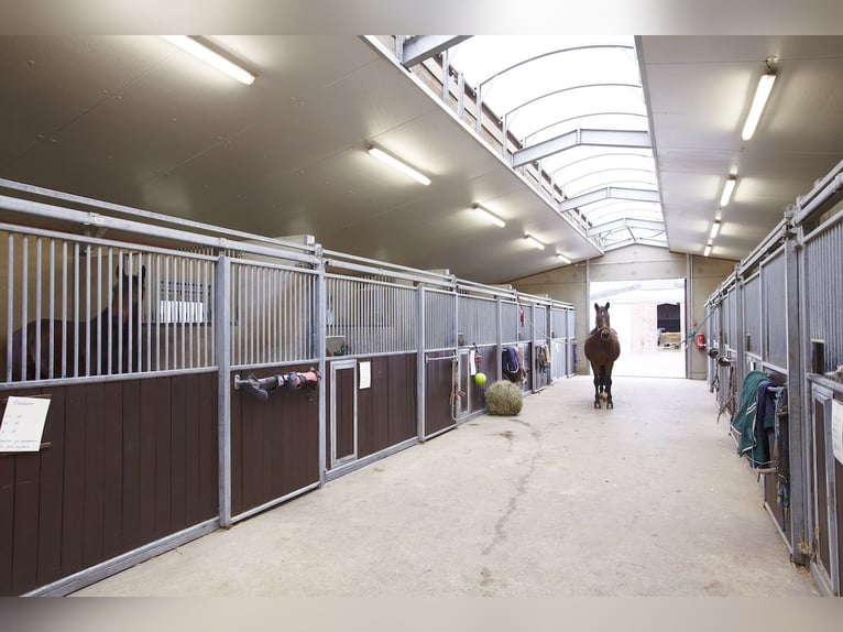 Reitanlage im Pferdepark im Maifeld – in Mitten des Sonderbaugebietes “Wohnen mit Pferden” in Lonnig Reitanlage im Pferdepark im Maifeld – in Mitten des Sonderbaugebietes “Wohnen mit Pferden” in Lonnig