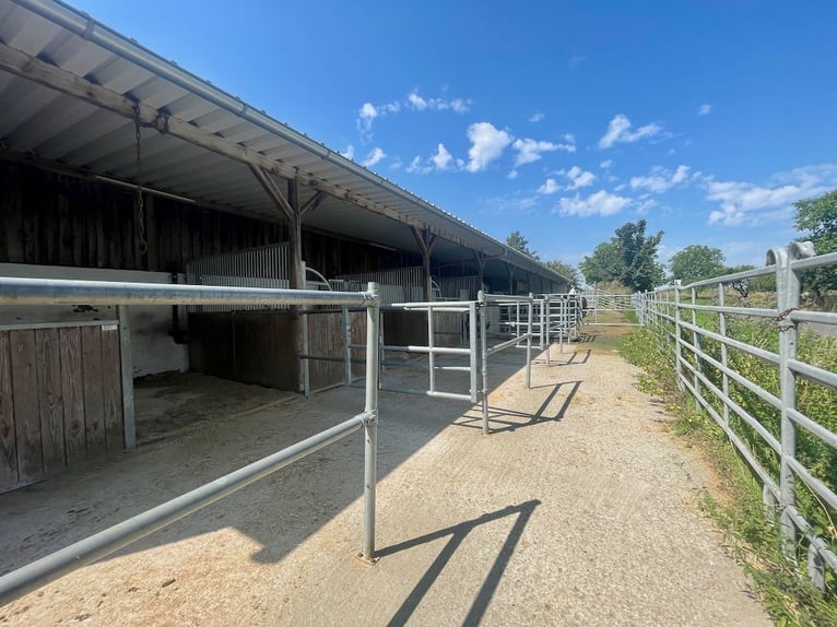 Reitanlage in Bayern mit mehreren Wohneinheiten und Hallen zu verkaufen!