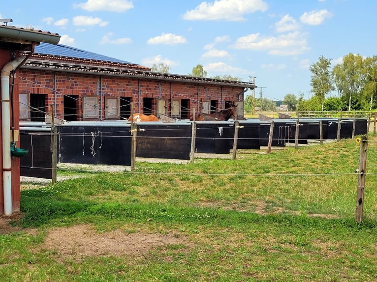 Reiterhof mit Zucht und Aufzucht – Pferde, Pferdebetrieb, Pension, Pensionsbetrieb, Reithof, Reithal