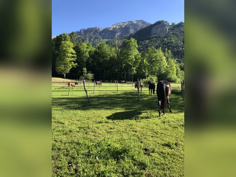 Reitsportanlage für den professionellen Bedarf in der Schweiz