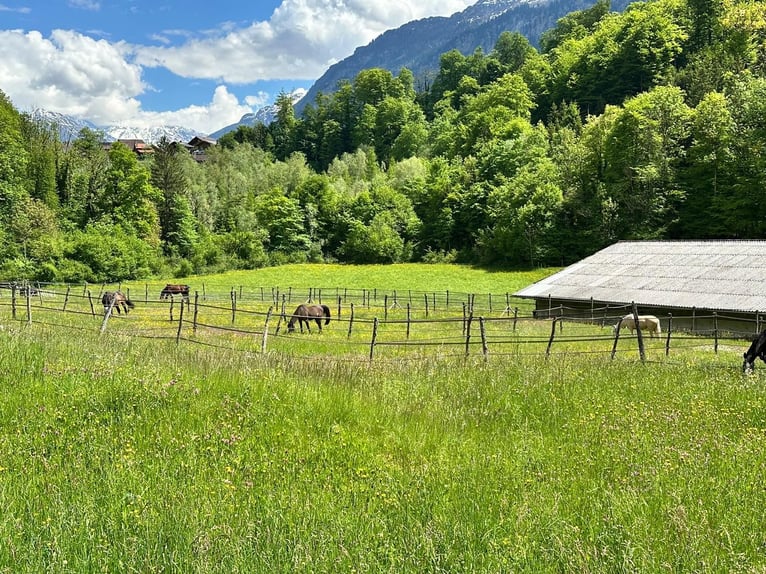 Reitsportanlage für den professionellen Bedarf in der Schweiz