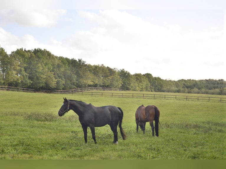 Renovated residential building with six horse stalls, riding area, and pastures enclosed by wooden f