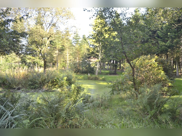 Renovated residential building with six horse stalls, riding area, and pastures enclosed by wooden f