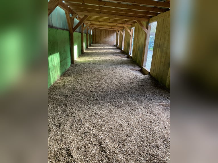 Residential building (3 units) with open stable/box stalls, paddock trail, riding arena, workshop ha