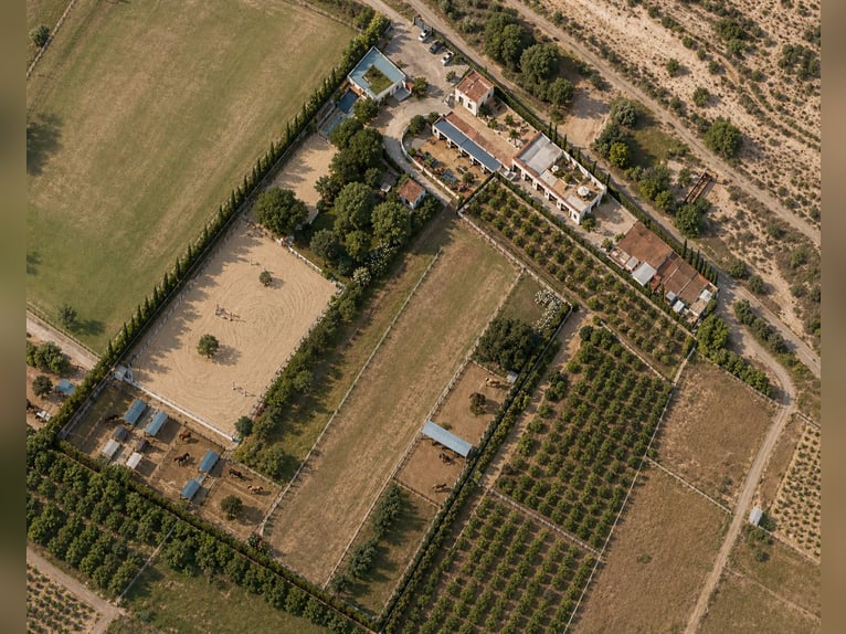 Riding center in Castellón // Equestrian center in southern Castellón