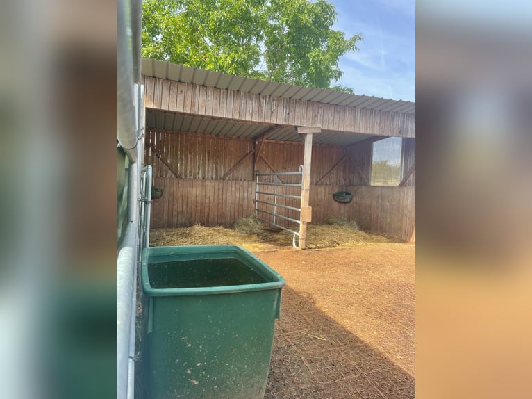 Riding facility in Osterburken – versatile usage options on a spacious estate