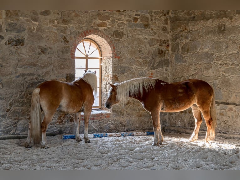 Riding facility near Dresden – Part share