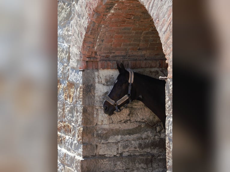 Riding facility near Dresden – Part share