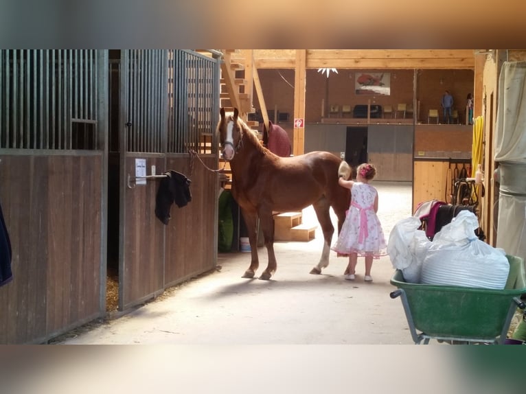 Riding facility near Dresden – Part share