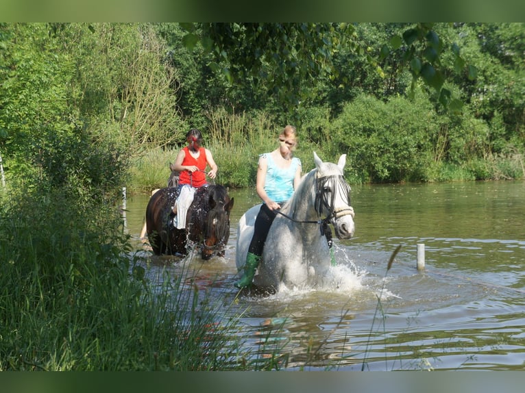 Riding facility near Dresden – Part share