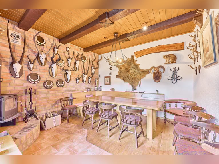 Riding facility near Hanover – well-maintained stables, professional training facilities, and four a