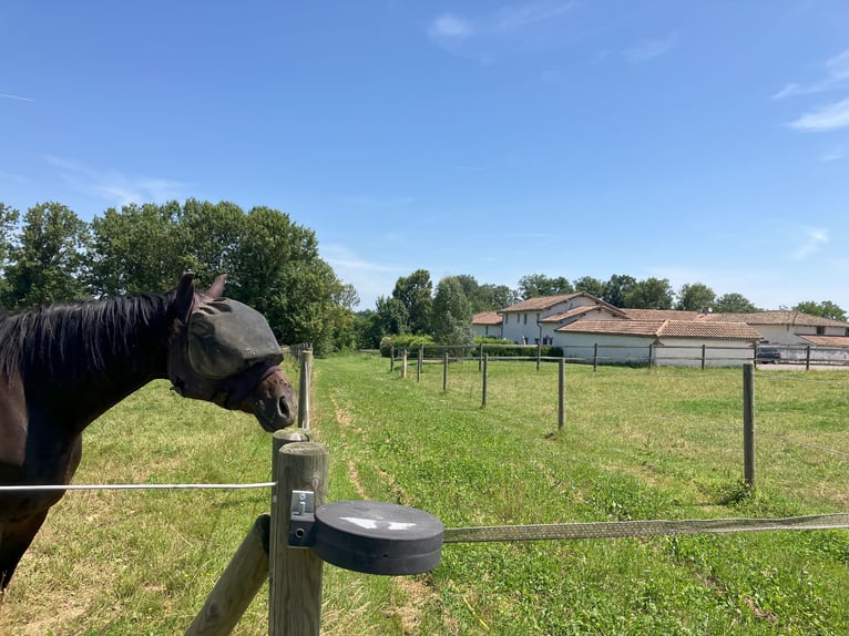 Riding School or Equestrian Center