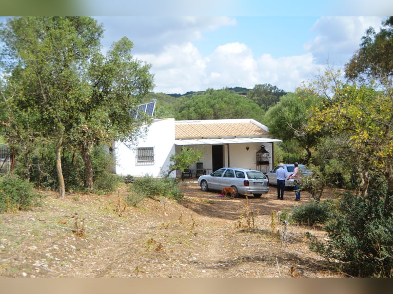 Schöne Finca, Haus ist renoviert, Pferdehaltun