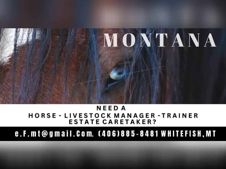 Seeking Horse Ranch Position / Opportunity in Montana Seeking Horse Ranch Position / Opportunity in Montana