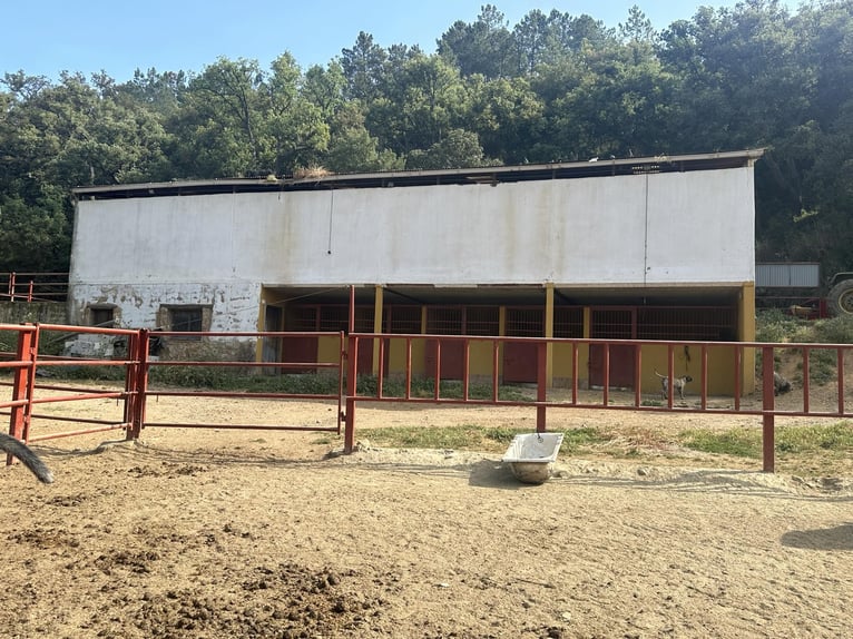 South of Spain. Equestrian farm and country house