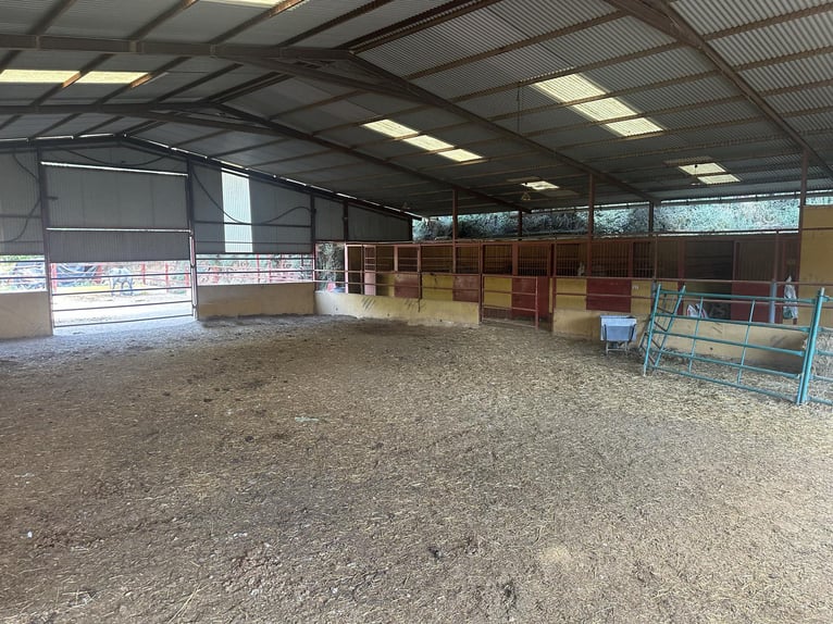 South of Spain. Equestrian farm and country house