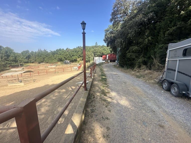 South of Spain. Equestrian farm and country house