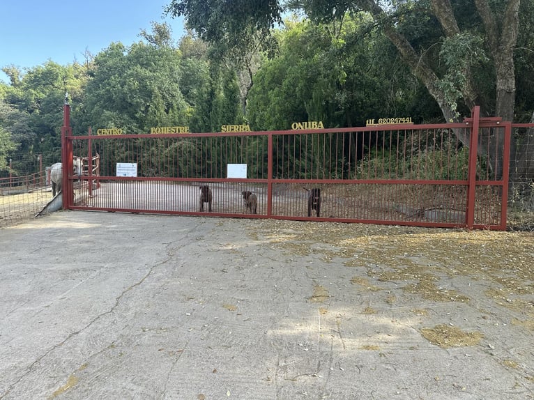 SOUTH OF SPAIN. HORSEFARM AND RURAL HOUSE 