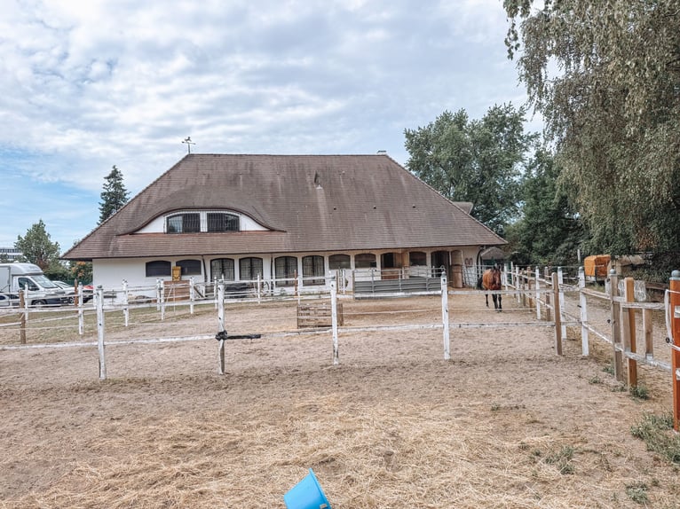 Spacious equestrian estate featuring an exceptional residence, five living units, an indoor riding a