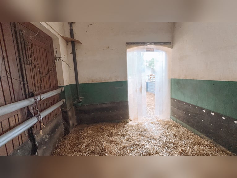 Spacious equestrian estate featuring an exceptional residence, five living units, an indoor riding a