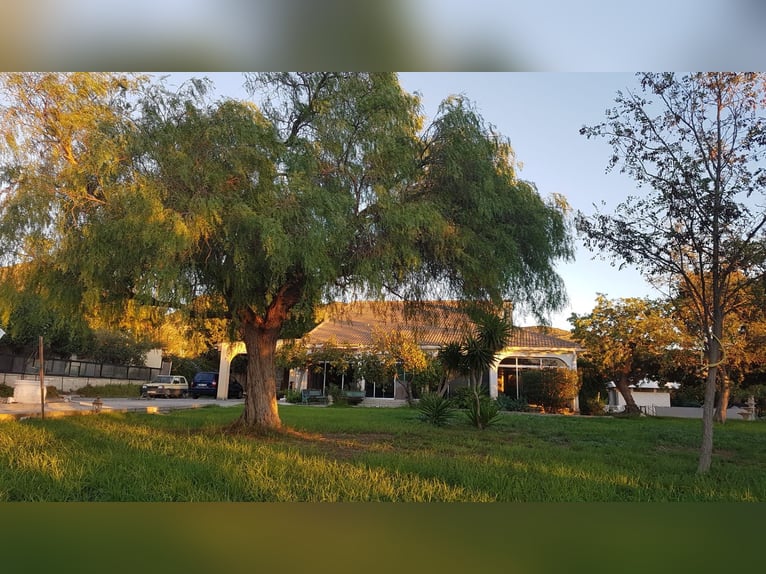 Spectacular Equestrian Farm with a Chalet Near the Beach