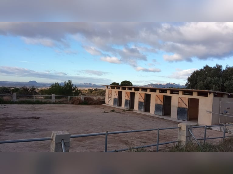 Spectacular Equestrian Farm with a Chalet Near the Beach