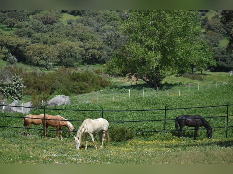 Stable in (semi-)free movement; we guarantee happy horses.