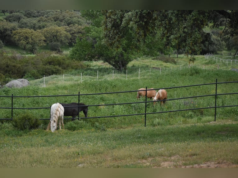 Stable in (semi-)free movement; we guarantee happy horses.