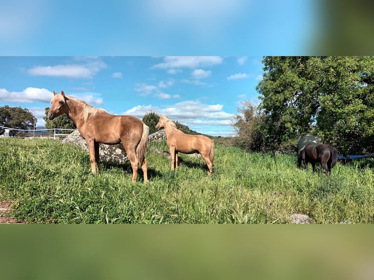 Stable in (semi-)free movement; we guarantee happy horses.