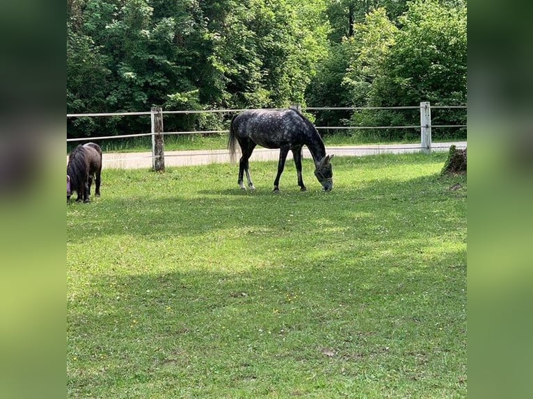 Stallgasse nähe Wien auf wunderschöner Reitanlage zu Vermieten, perfekt für Profis und Ausbildner